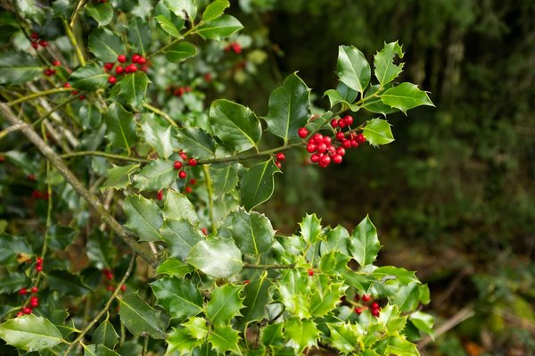 Quels sont les meilleurs arbustes pour une haie brise-vent sur un balcon en hauteur?