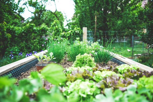 Comment créer un petit jardin de légumes asiatiques en intérieur ?